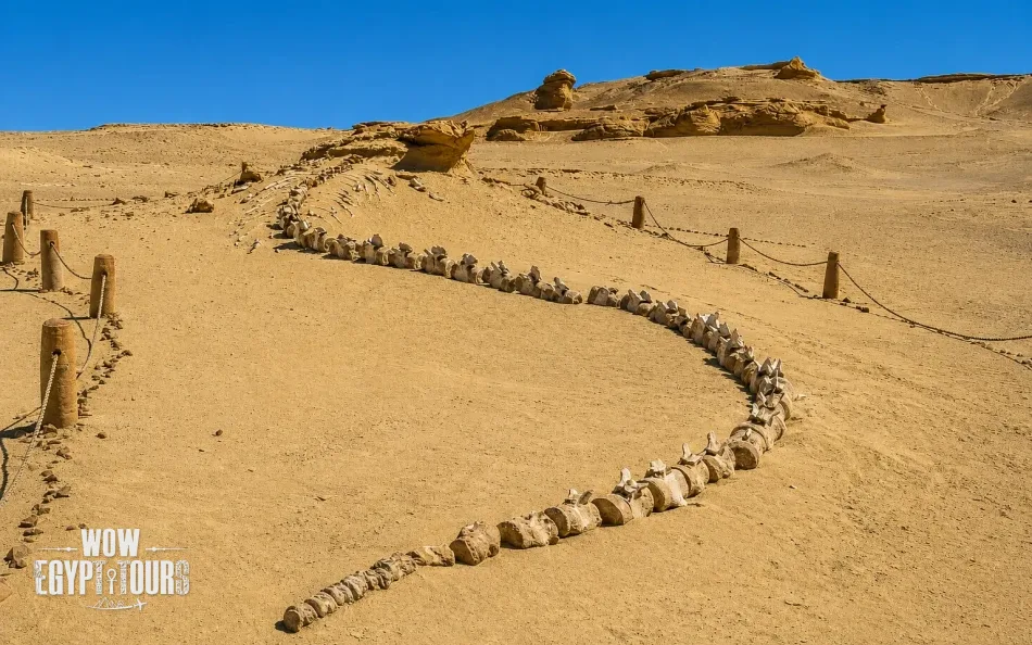Faiyum Oasis Tour from Cairo